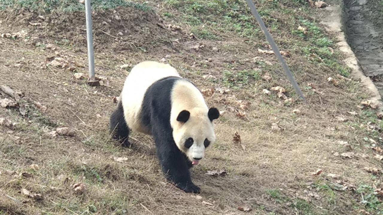 西安一野生大熊猫被一个人就吓跑了，为什么多数动物胆子都很小？