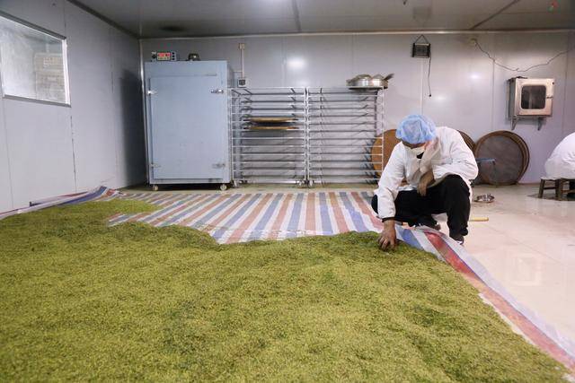 伏牛山“黄金花”绽放！汝阳杜仲茶香飘全国，10万亩绿海铺就乡村振兴路