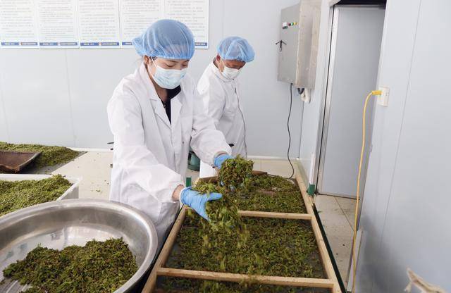 伏牛山“黄金花”绽放！汝阳杜仲茶香飘全国，10万亩绿海铺就乡村振兴路