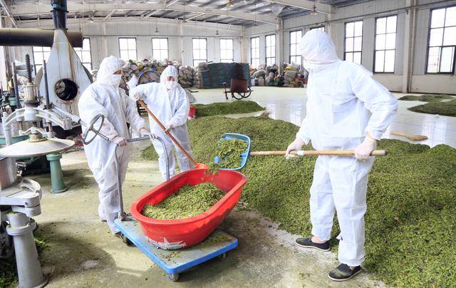 伏牛山“黄金花”绽放！汝阳杜仲茶香飘全国，10万亩绿海铺就乡村振兴路
