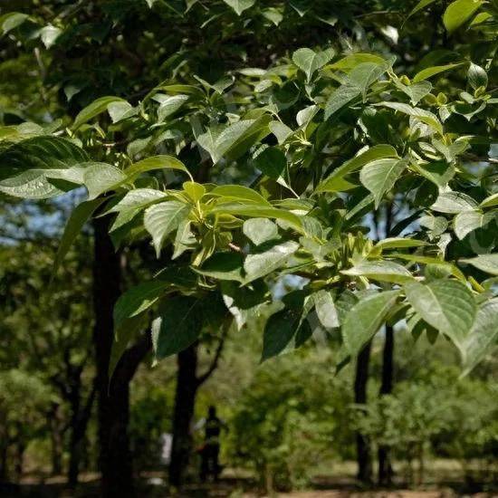 被称为“植物黄金”的杜仲