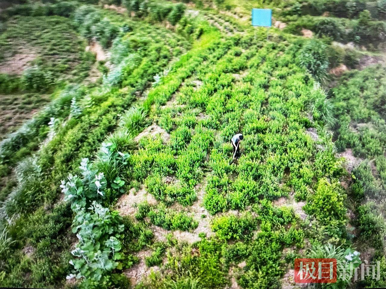 大别山特色中药材“英山杜仲”打飞的去韩国，此前已有英山云雾茶、英山茯苓空运出口
