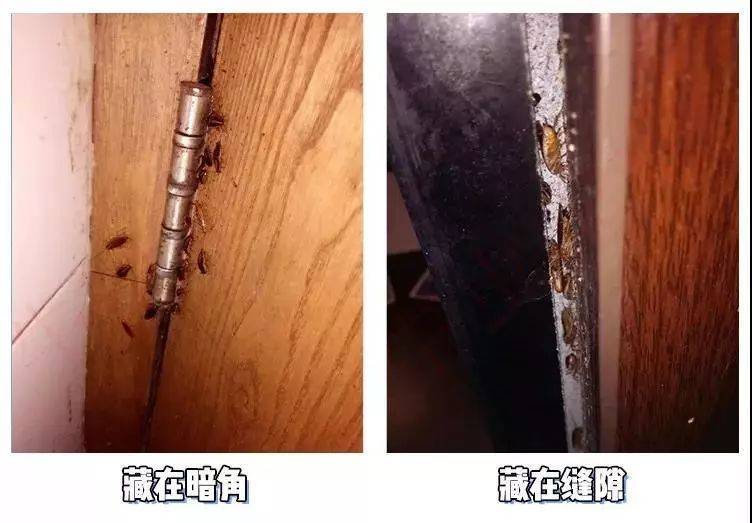 深圳海关截获蟑螂，20000余只