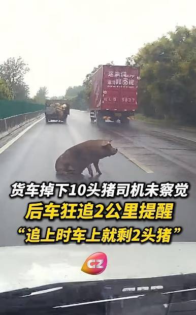 河南男子目睹前方货车上10头活猪跳车，连忙追上去提醒司机！目前，已追回9头，还有1头“在逃”