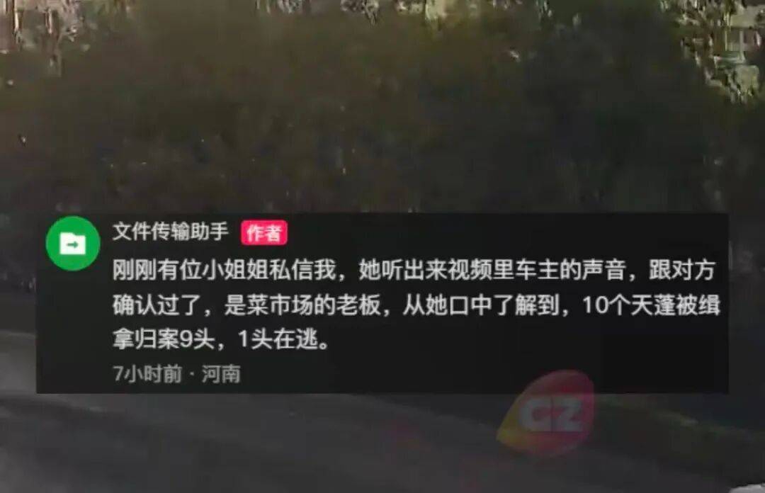 河南男子目睹前方货车上10头活猪跳车，连忙追上去提醒司机！目前，已追回9头，还有1头“在逃”